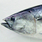 katsuo