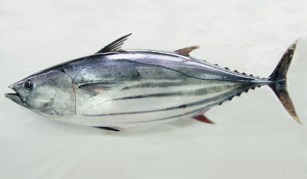 Katsuo